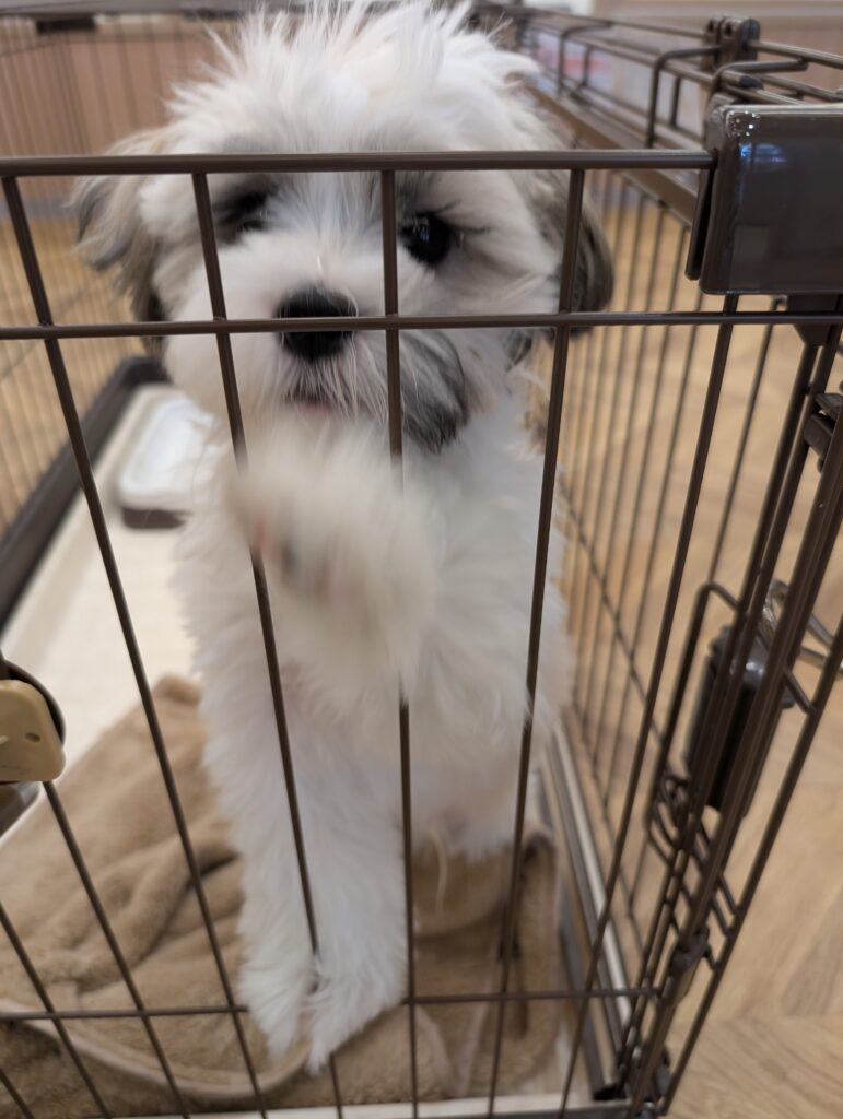 新富不動産スタジオにワンちゃんが来ました!